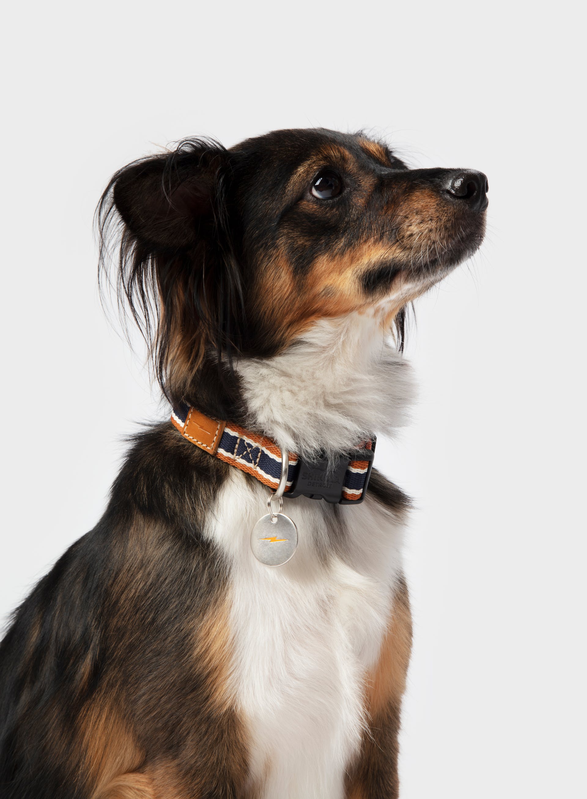 Shinola discount dog collar