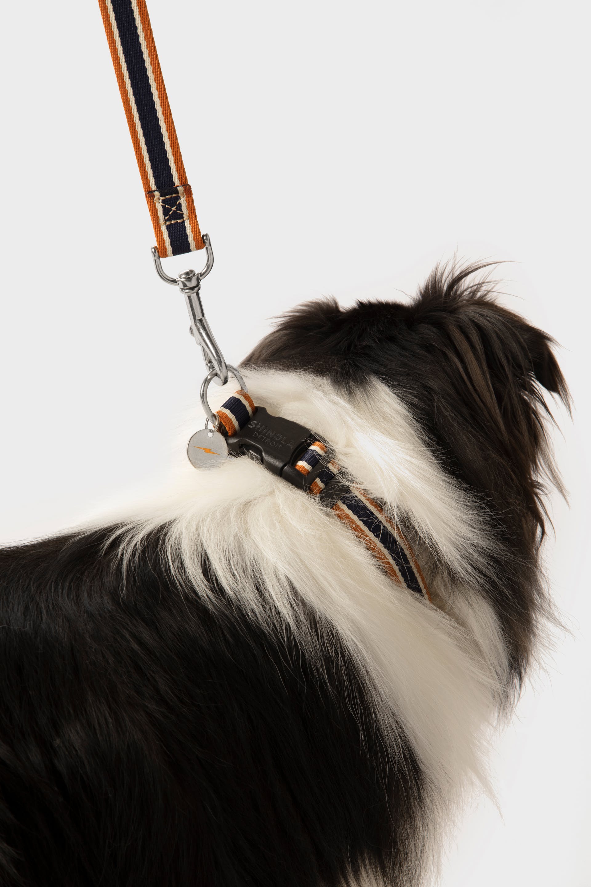 Shinola shop dog collar