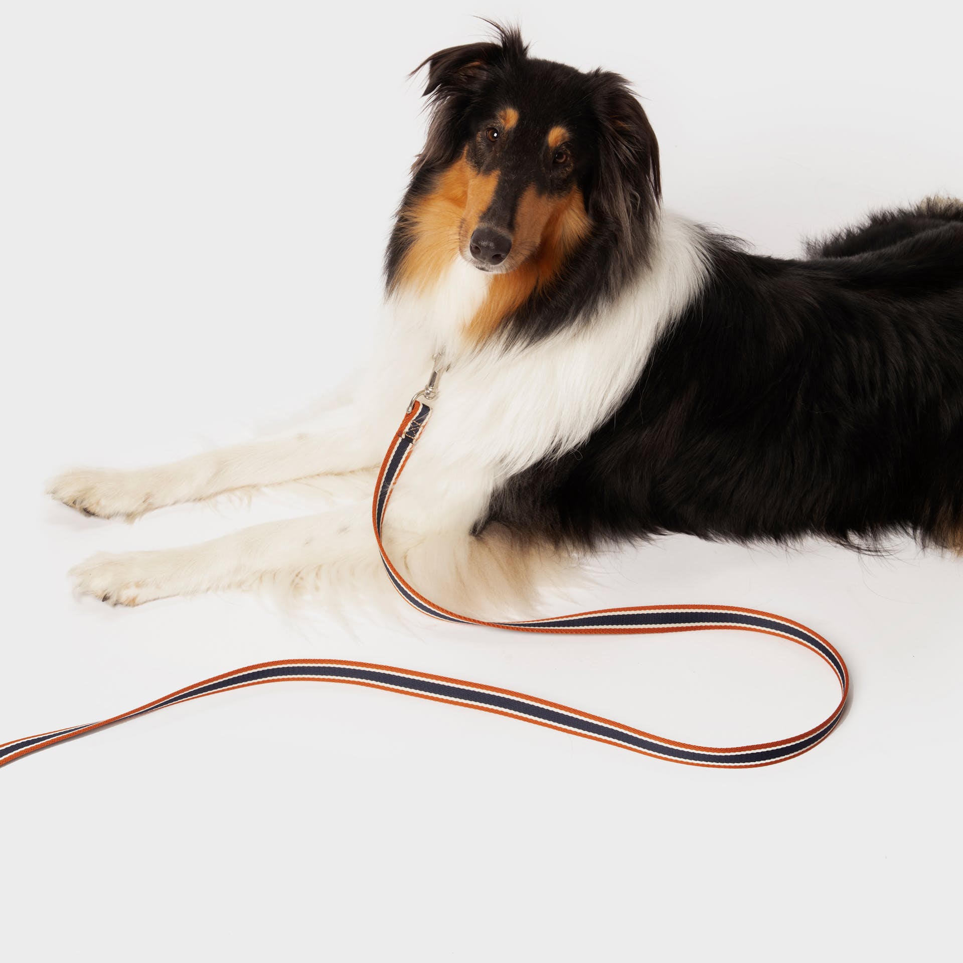 Dog top leash brands