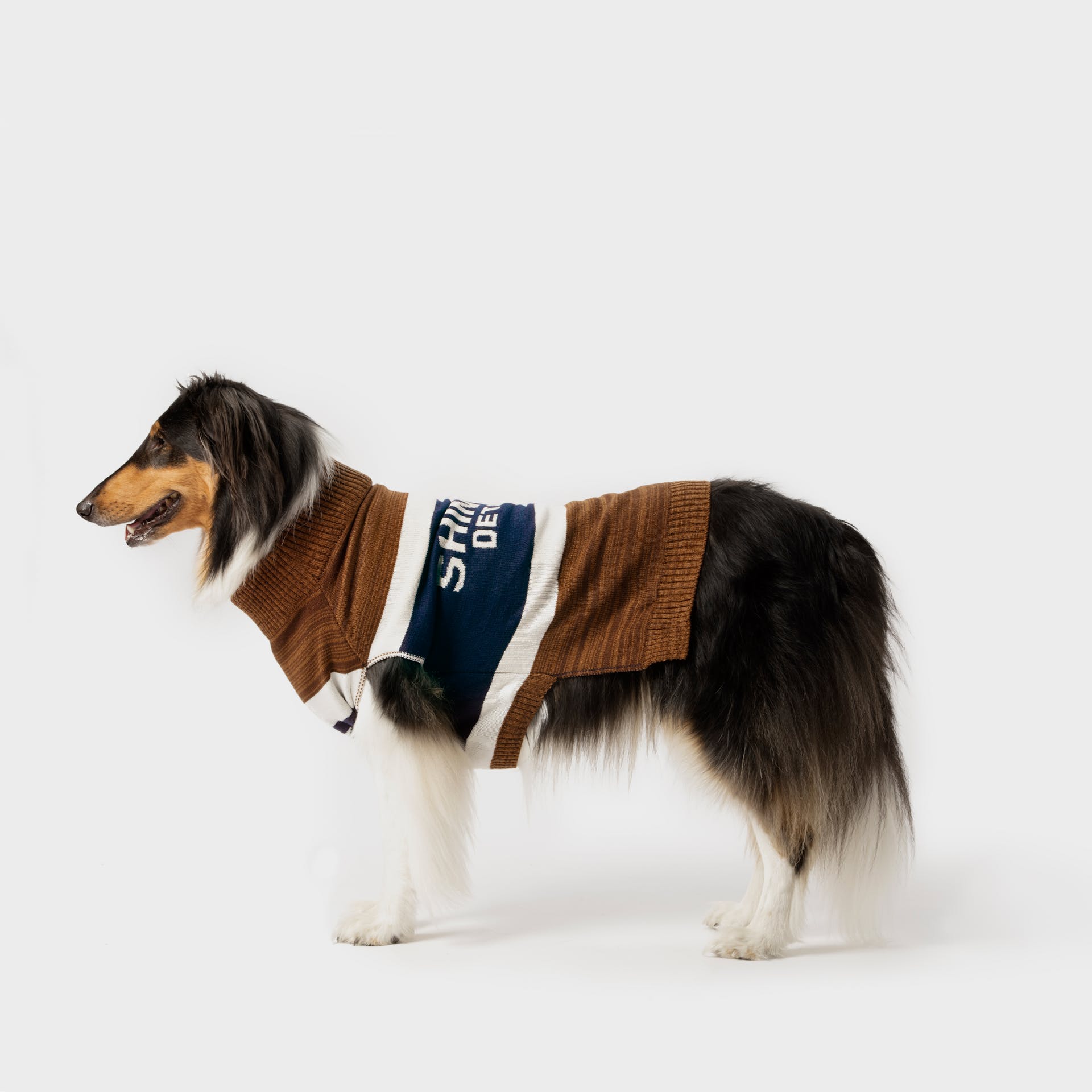 Shinola dog collar top