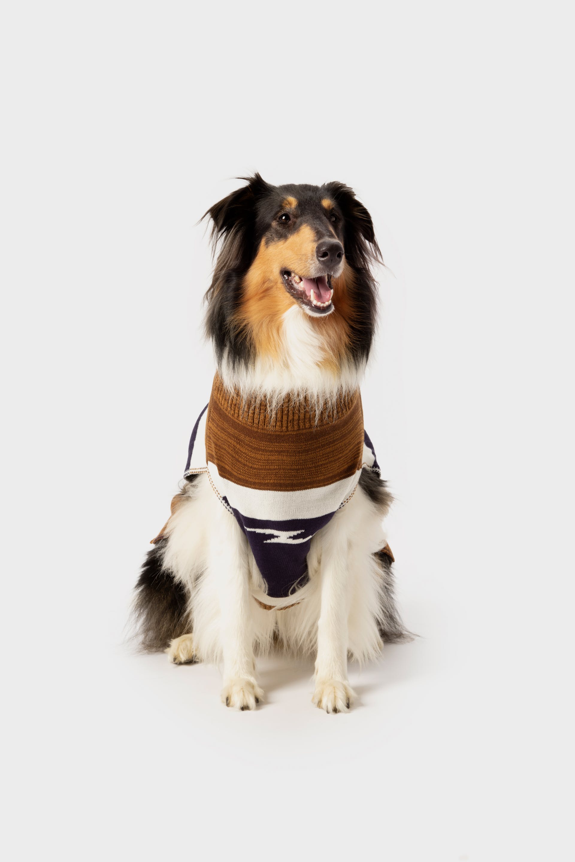 Shinola dog collar hot sale