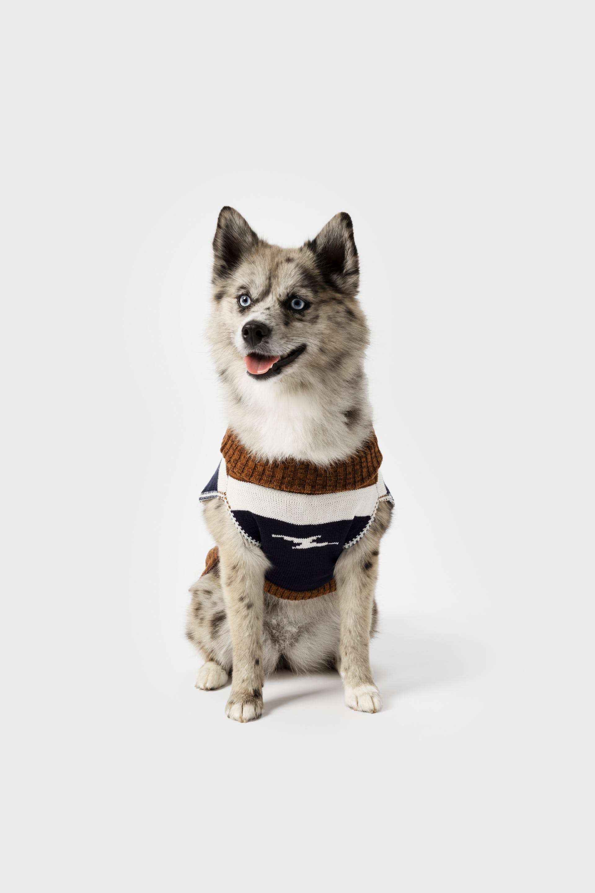 Shinola dog collar discount