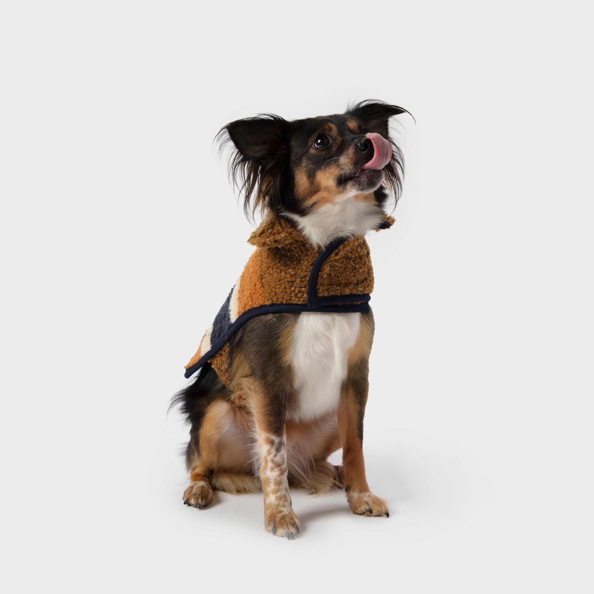 Shinola dog collar hot sale