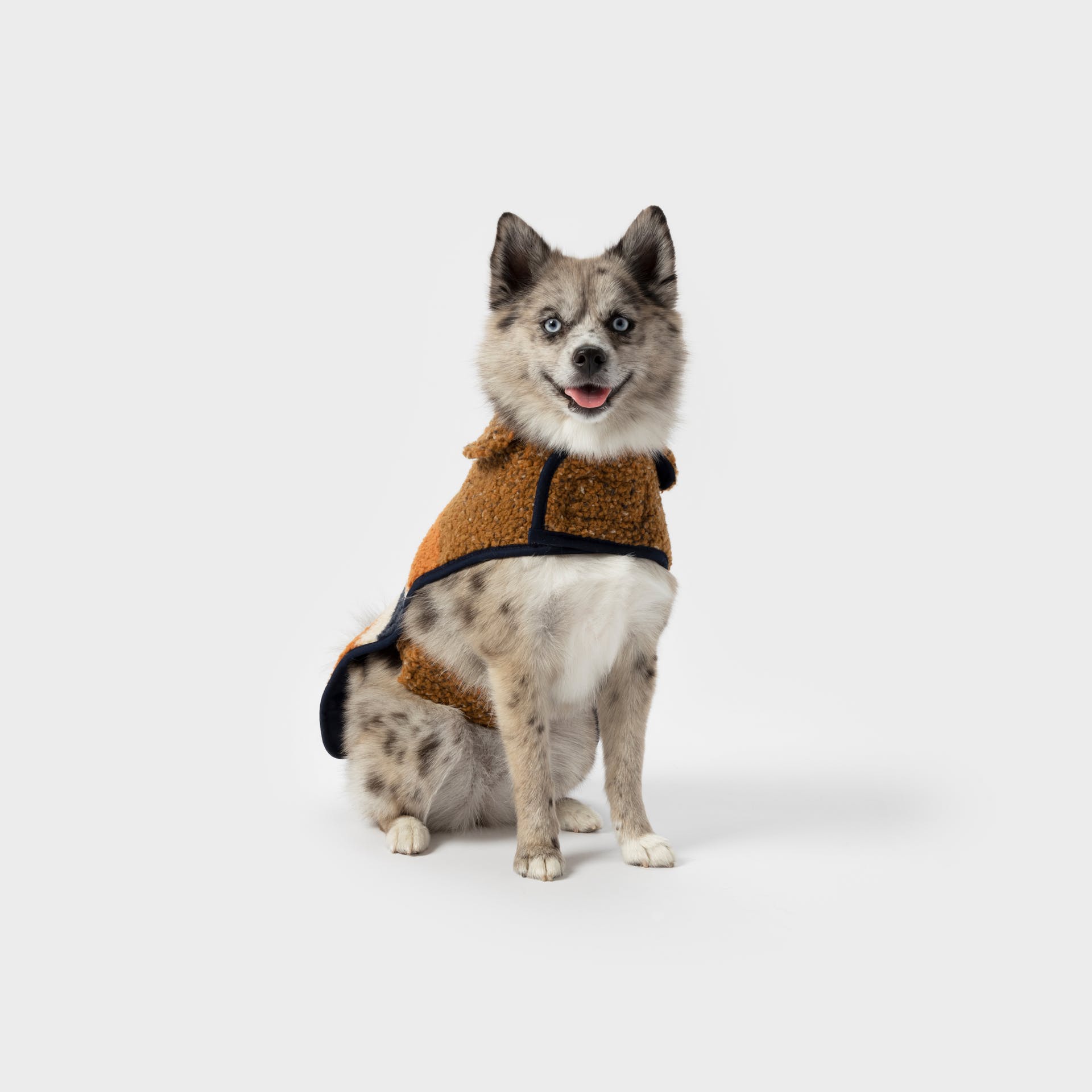 Shinola dog collar hotsell